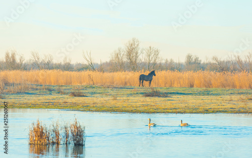 Horse in a field along a pond in a natural park at sunrise in winter