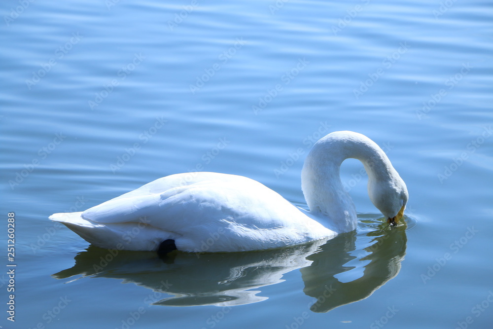 Obraz premium 白鳥