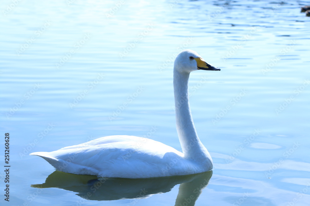 Fototapeta premium 白鳥
