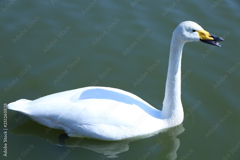 Obraz premium 白鳥