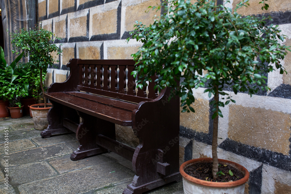Wooden bench with decorative trees in the yard