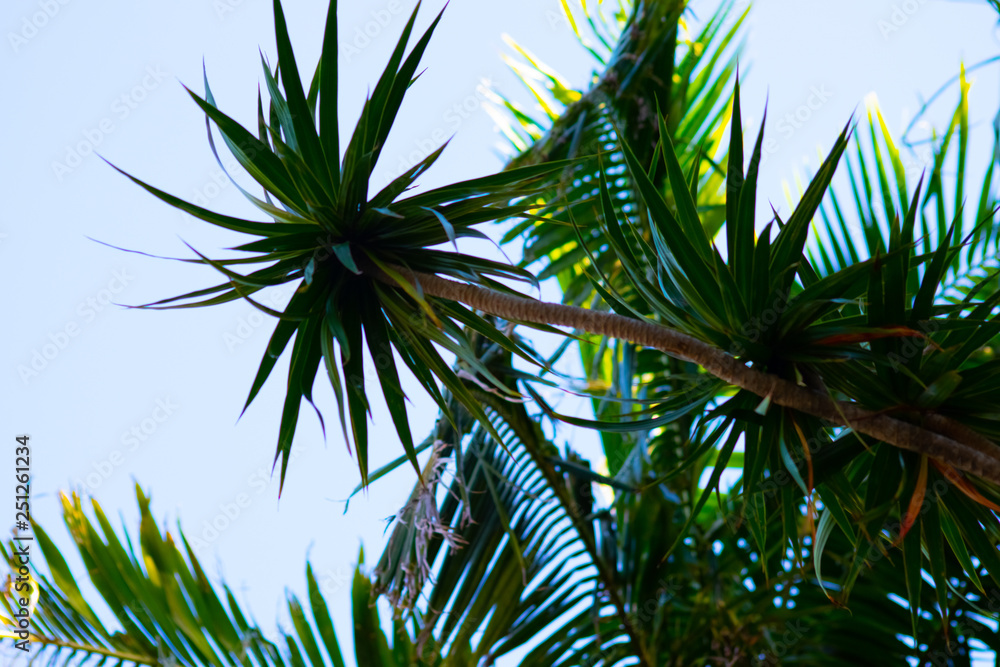 plant plant