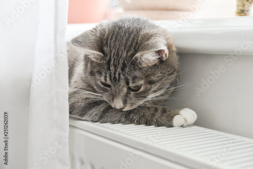 Fototapeta Naklejka Na Ścianę i Meble -  Cat relaxing on the warm radiator