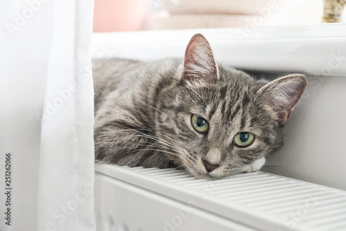  Cat relaxing on the warm radiator