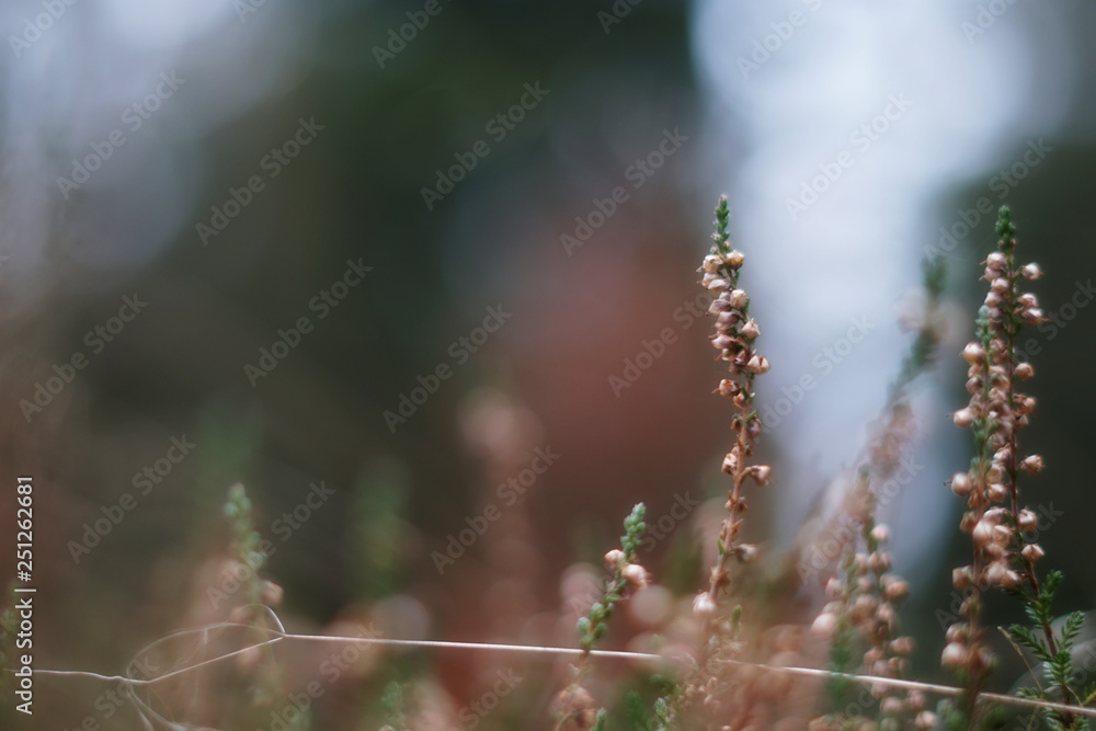 Blüten im Januar Blüten im Januar