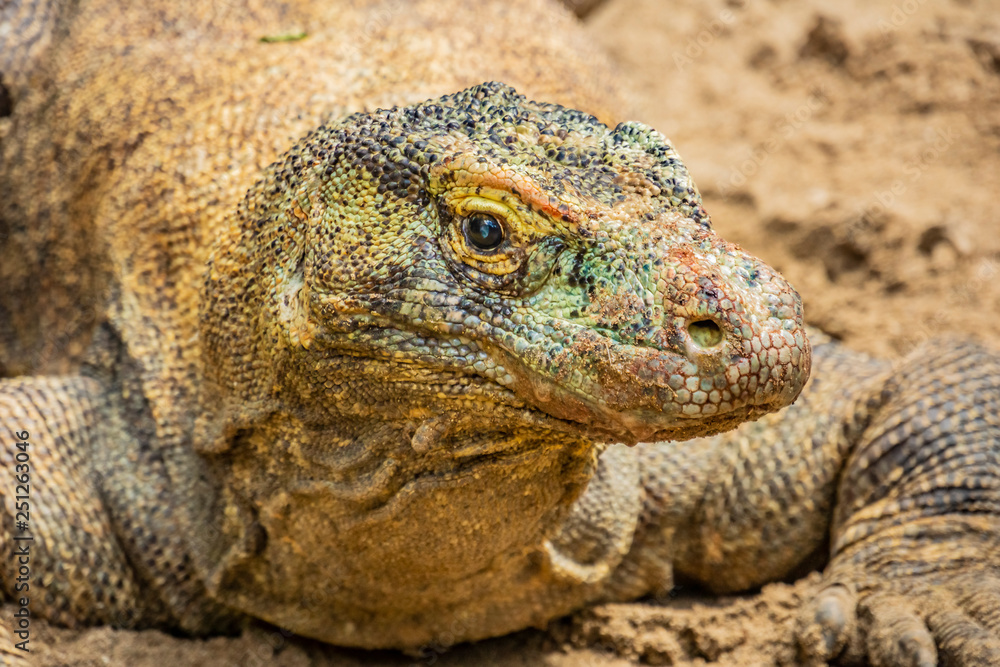 The Komodo dragon. found in the Indonesian islands of Komodo, Rinca, Flores, Gili Motang, and Padar The Komodo dragon. found in the Indonesian islands of Komodo, Rinca, Flores, Gili Motang, and Padar
