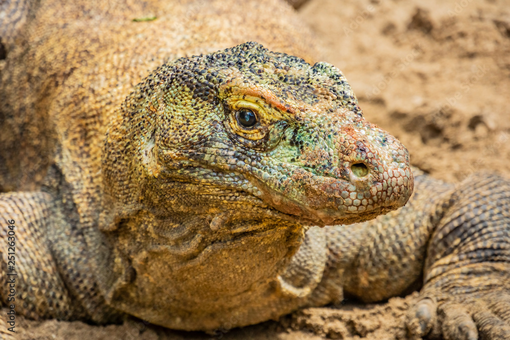 The Komodo dragon. found in the Indonesian islands of Komodo, Rinca, Flores, Gili Motang, and Padar