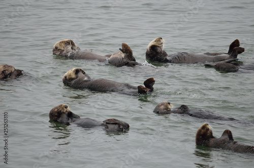 sea otters floating in water in same direction