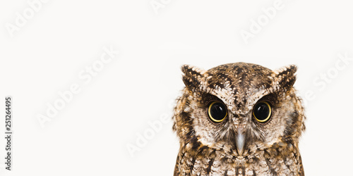 The most common owl species in the world. High resolution photo of an owl.