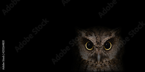 The most common owl species in the world. High resolution photo of an owl. photo