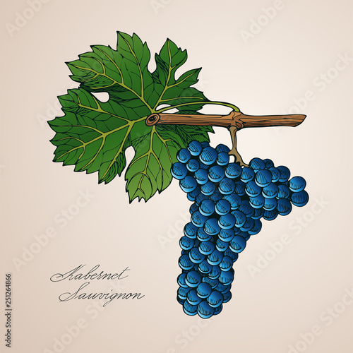 Bunch of kabernet sauvignon grapes with berries and leaf and calligraphy