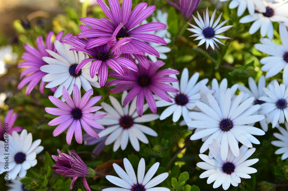 Obraz premium Flores Chilenas