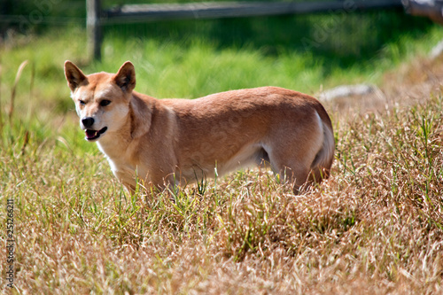 Foto a side view of a  golden dingo