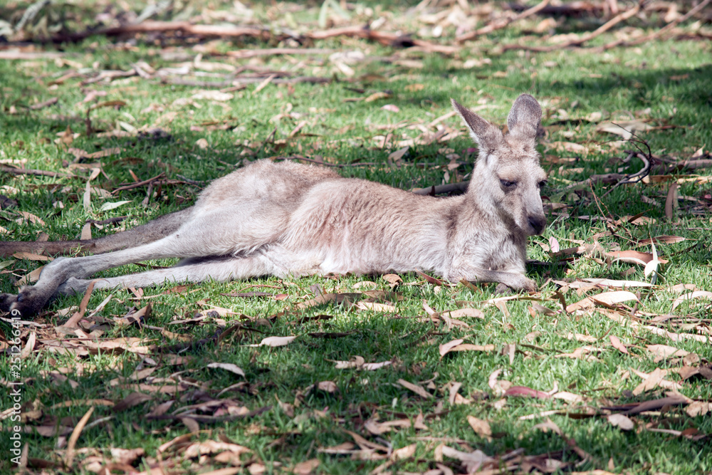 kangaroo island kangaroo resting kangaroo island kangaroo resting