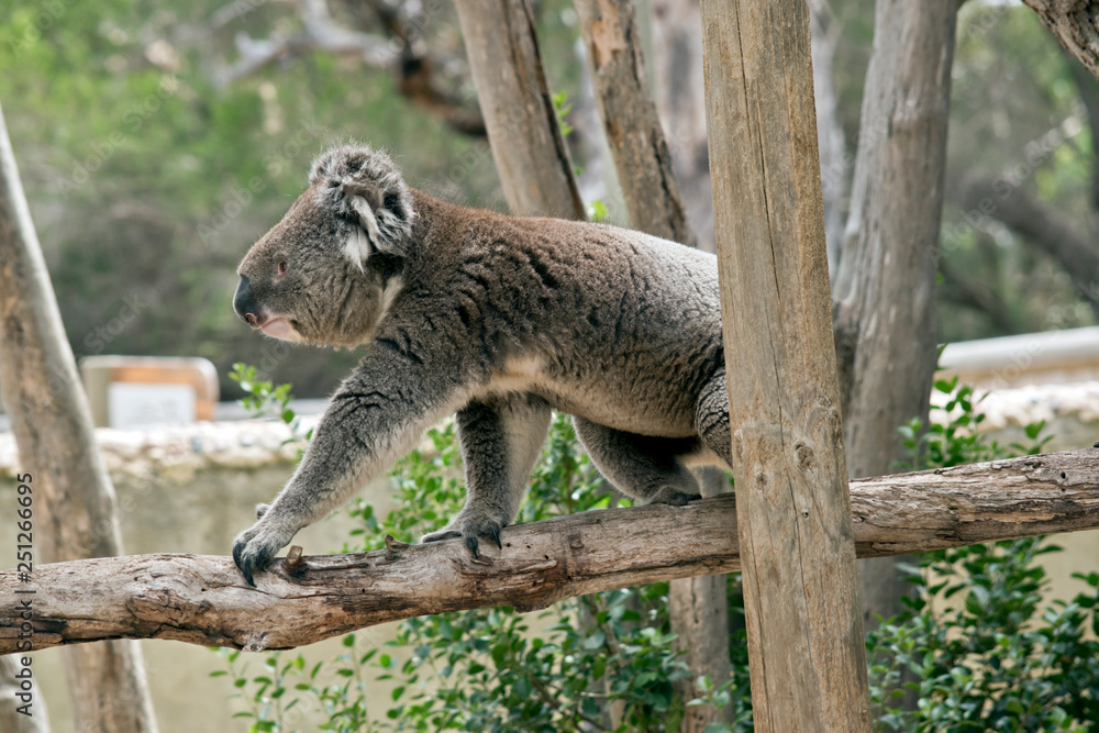 an Australian koala walking on a tree branch an Australian koala walking on a tree branch