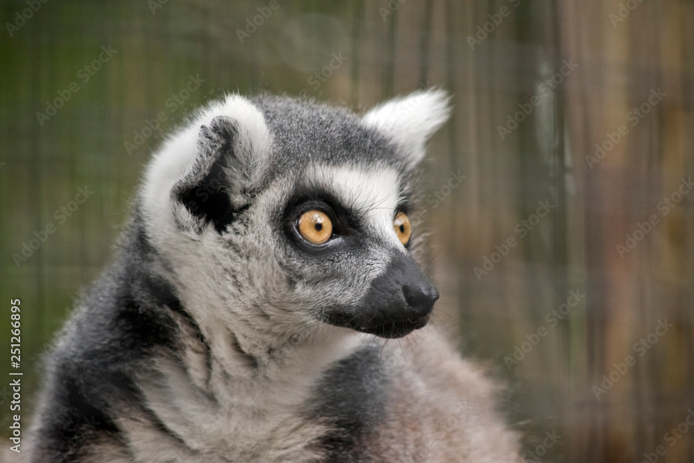 Obraz premium this is a close up of a ring-tail lemur