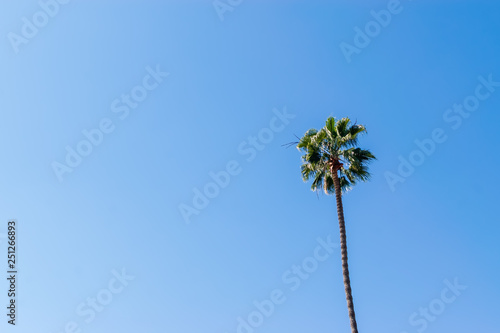 isolated palm tree against blue sky