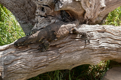 lace lizard  resting on a log