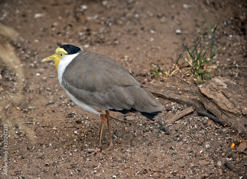 masked lapwing looking for food © susan flashman