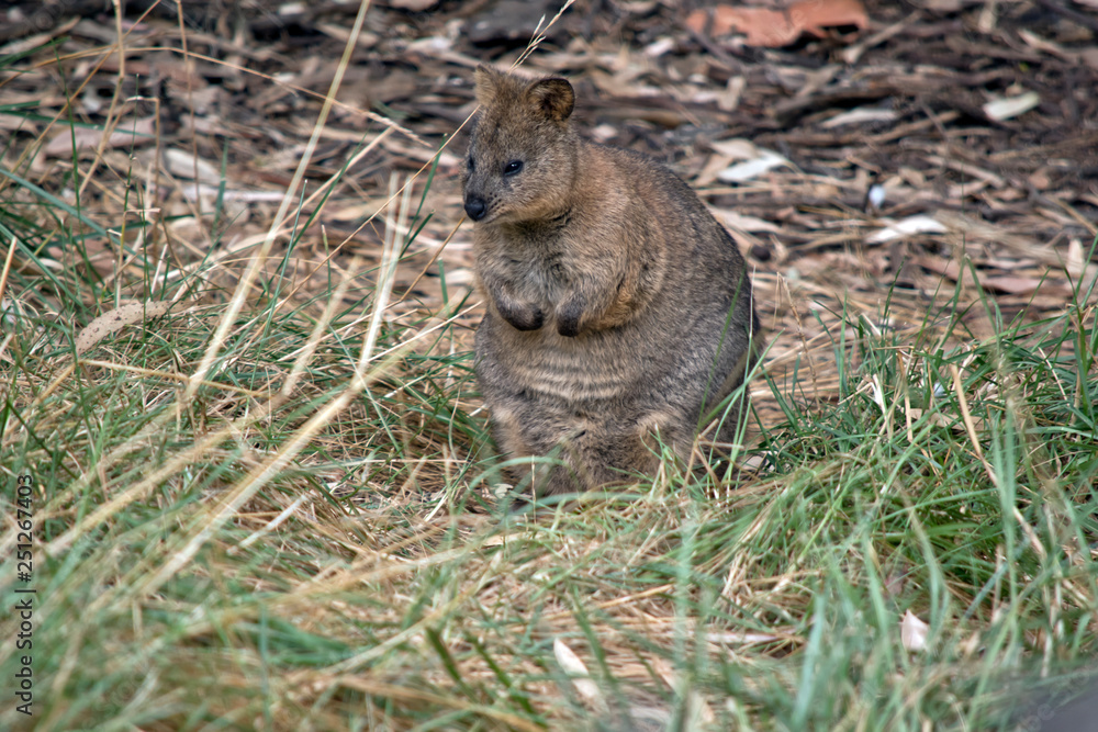 Fototapeta premium quokka on its hind legs