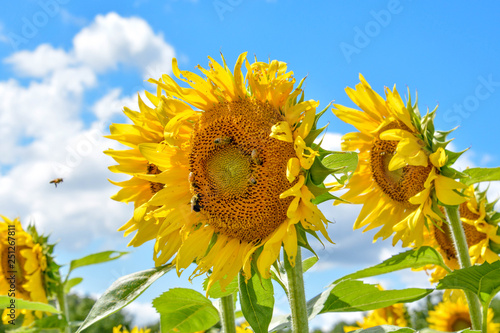 sunflower on background of blue sky
