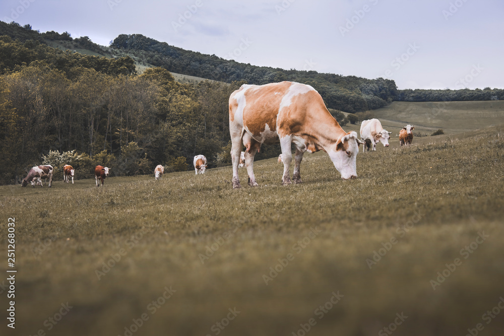 Herd of cows feeding