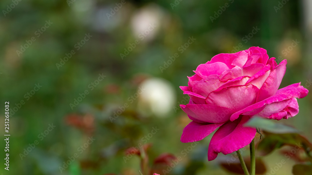 Beautiful rose flower in garden also with nice background color Beautiful rose flower in garden also with nice background color
