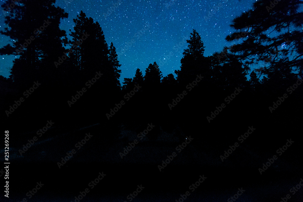 starry night + trees