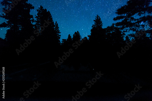 starry night + trees