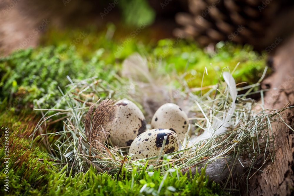Closeup of small eggs for Easter on moss in forest Closeup of small eggs for Easter on moss in forest
