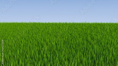 Grass field and blue sky 3D illustration