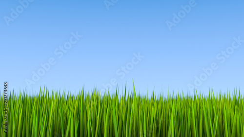 Grass field and blue sky 3D illustration