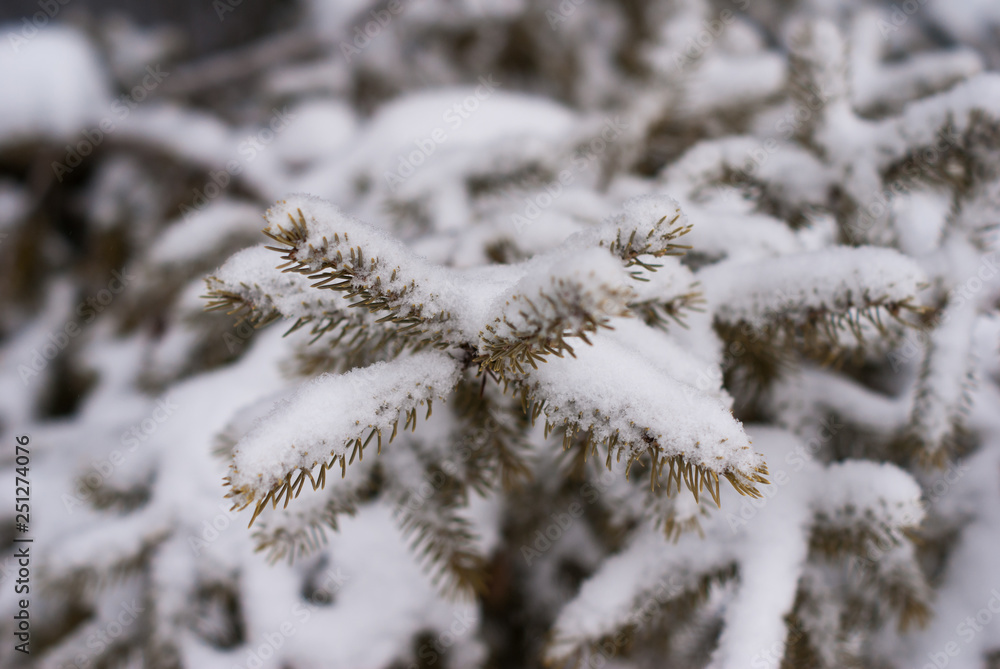 Close up of pine tree branch with short needles covered with snow