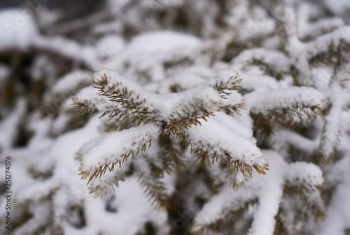 Close up of pine tree branch with short needles covered with snow