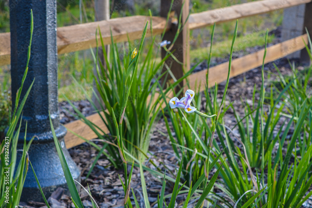 Obraz premium White and Blue Iris, ‎Asparagales, ‎Iridaceae, ‎Plantae