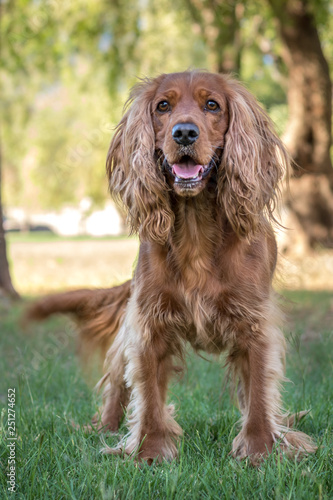 Golden spaniel dog posing outside in the park