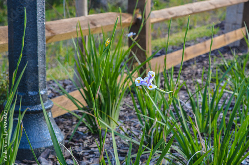  White and Blue Iris, ‎Asparagales, ‎Iridaceae,  ‎Plantae photo