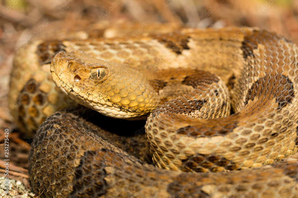Closeup of a timber rattlesnake - Crotalus horridus Closeup of a timber rattlesnake - Crotalus horridus