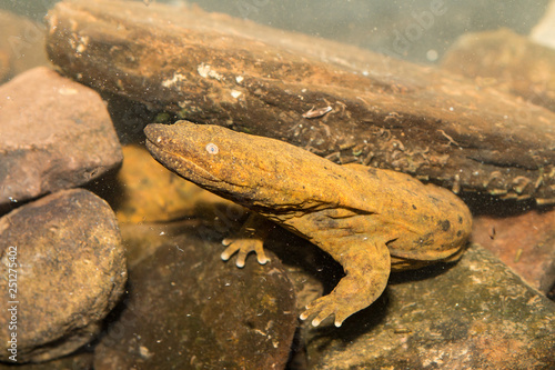 Eastern Hellbender - Cryptobranchus alleganiensis