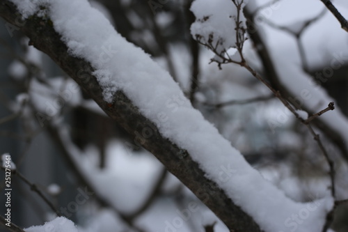 Fresh snowfall on the tree branches.