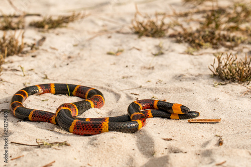 Eastern coral snake - Micrurus fulvius