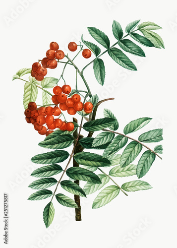 Mountain ash plant