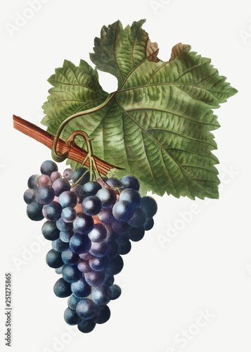 Purple grape vine