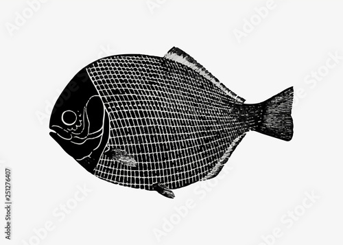 Fish vintage drawing