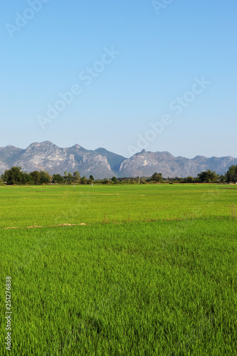 Green rice field crop with mountain and blue sky in background   Agriculture in Thailand