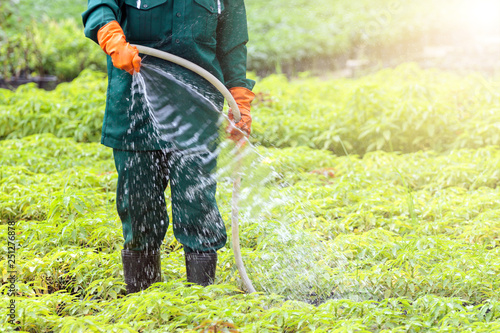 Foto Gardener watering plants.