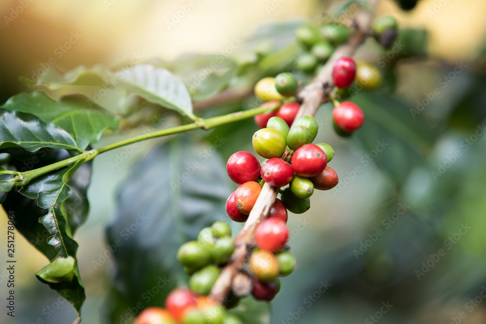 Coffee bean,Arabicas Coffee Tree Coffee bean,Arabicas Coffee Tree
