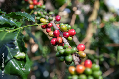 Coffee bean,Arabicas Coffee Tree