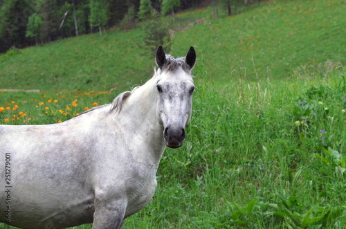 Fototapeta Naklejka Na Ścianę i Meble -  Gray horse on a blooming Altai field