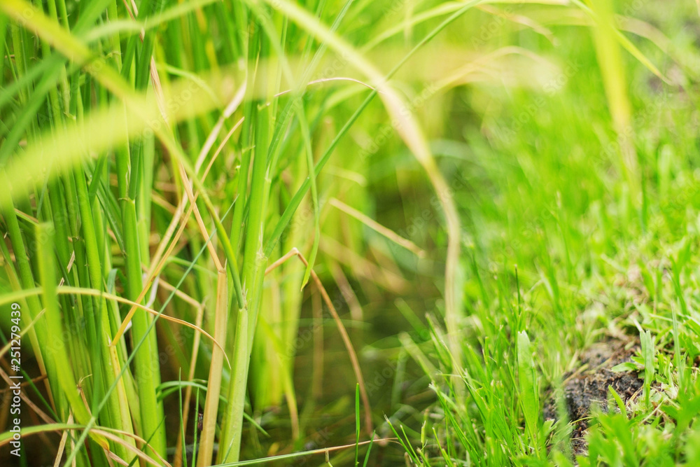 leaves of rice at the field. leaves of rice at the field.